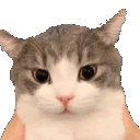 ch_catsurbate Discord emoji