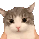 ch_catsurbate