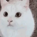 CatStare