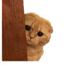 cat_peek