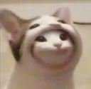 meong