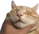 cat_CHOKE_CC