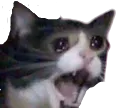 sadandangrycat