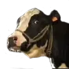 cowdruid