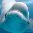 belugasmile