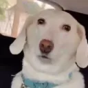 o_