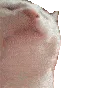 catJAM