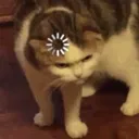 catprocess Discord Emoji