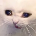 CatCry Discord Emoji