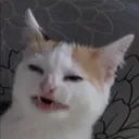 Huh