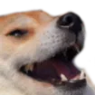 doge