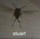 stuart