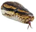 snek