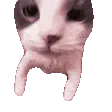 catKiss