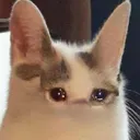 Nyan_TT Nyan_TT