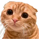 electron_cat