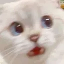 terrifiedcat Discord Emoji