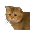 catwhat catwhat