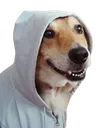 dogwhoddie