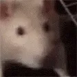 EN_ratshake