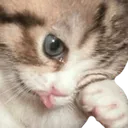 catCrai Discord Emoji