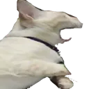 REEEcat Discord Emoji