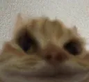 hmmkat hmmkat