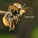 beehaww