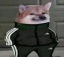 shibcorn20