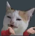 Cat Wtf catwtf Discord Emoji