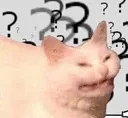 confused_cat