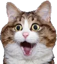 shockcat shockcat