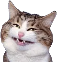 catsmile