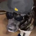 swagdog