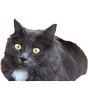 Catshook catshook Discord Emoji
