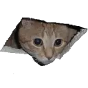 hole_cat