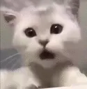 cat_shock cat_shock