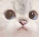 kotik2