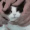 cat_rub