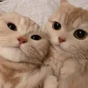 cat_cuddle
