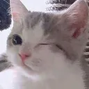 cat_wink