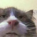 zzCatnip_Dealer Discord Emoji