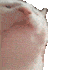 vibe_cat