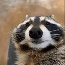 RaccoonSmile