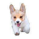 superhappycorgi Discord Emoji