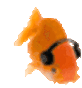 _vibefish