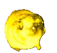 DOGErave DOGErave
