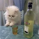 tiredcat tiredcat