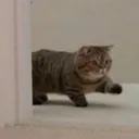 catstep Discord Emoji