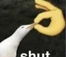 shut